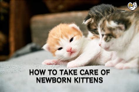 How To Take Care Of Kittens