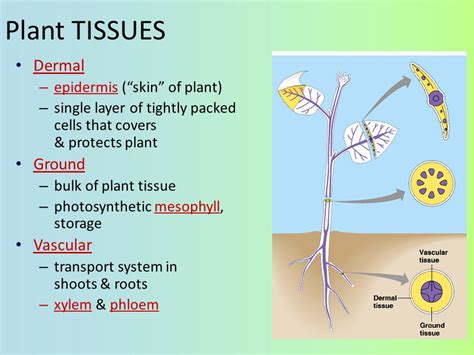 How does dermal tissue help in plants on a hot day