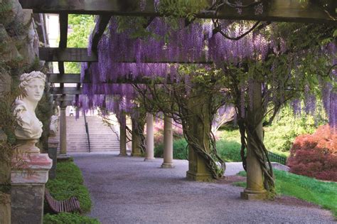 How long does it take for wisteria to grow on a pergola?
