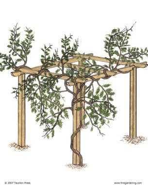 How often should I prune my wisteria pergola?