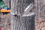 How to Cut a Back Leaning Tree to Fall Against the Lean with Wedges