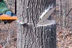 How to Cut a Tree Leaning in the Opposite Direction