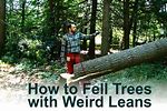 How to Drop a Tree Leaning the Wrong Way