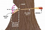 How to Fall a Tree in the Right Direction