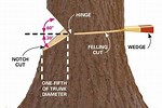 How to Fell a Tree in a Specific Direction