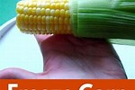 How to Freeze Corn in Husk