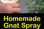 How to Get Rid of Gnats at Home