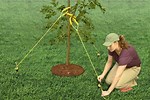 How to Stake a Tree From Wind