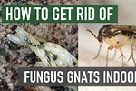 How to Stop Fungus Gnats