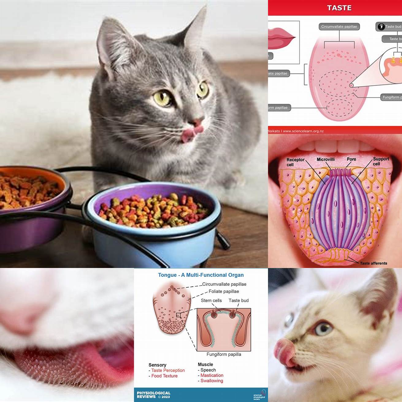 Human and cat taste buds compared