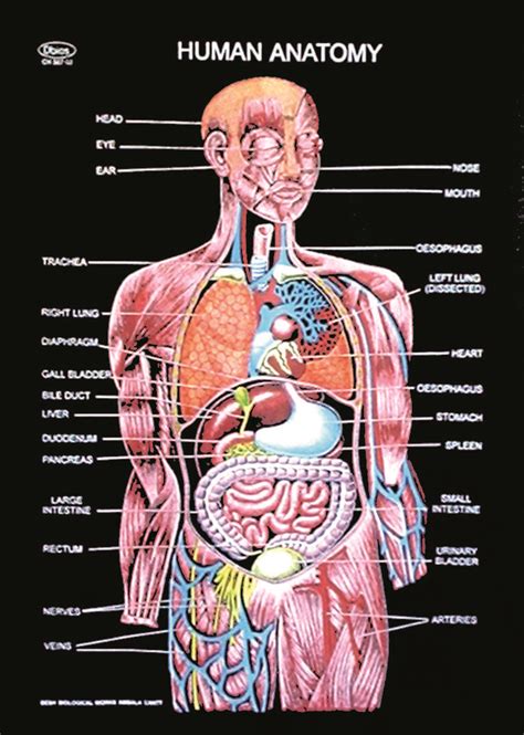 Anatomical Chart
