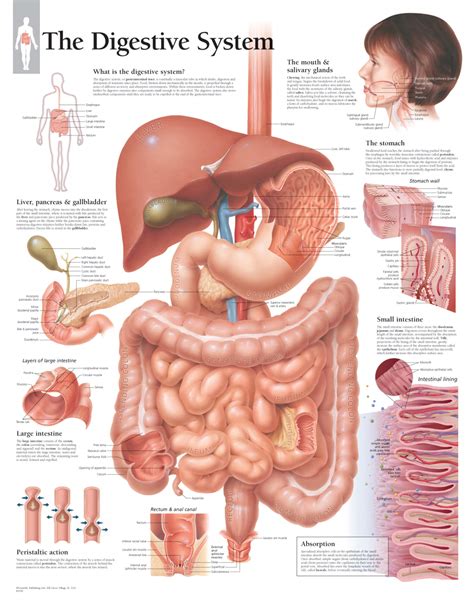Human Digestive System Chart