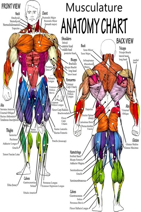 Human Muscle Anatomy Chart