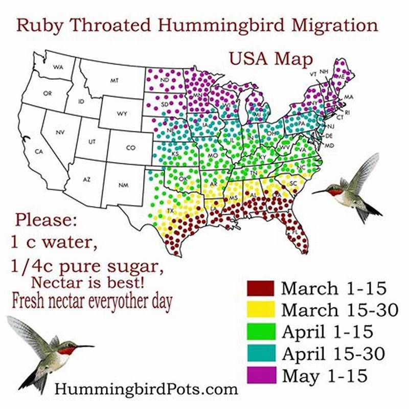 Hummingbird Migration Pattern