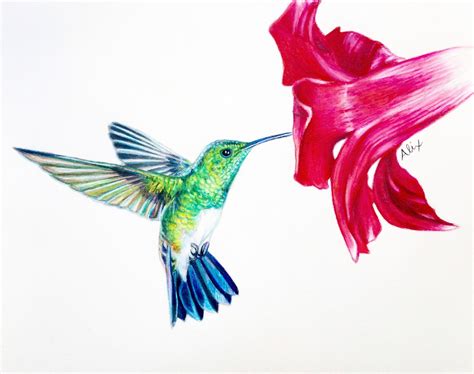 Hummingbirds Drawing