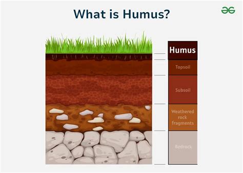 Humus