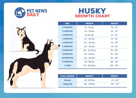 Husky Weight Chart