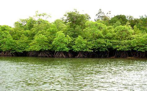 Hutan Bakau