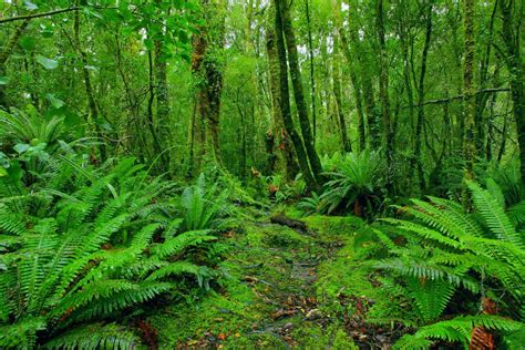 Hutan Hujan Tropis