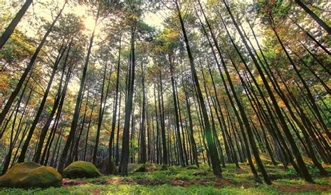Hutan Pinus Asri