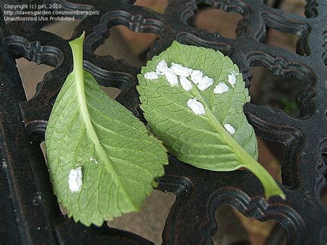 Hydrangea Pests and Diseases
