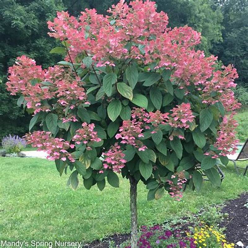 Hydrangea Tree Form Quick Fire