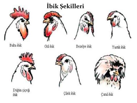IBIK KG