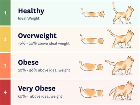 Ideal Cat Weight Chart