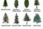 Identify My Cedar Trees