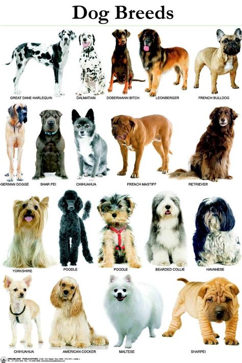 Identifying Dog Breeds Chart