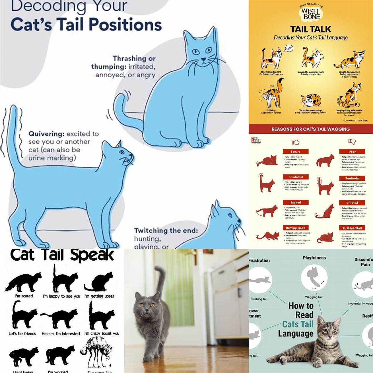 If your cats tail is flicking slowly back and forth it may be a sign of curiosity or alertness Your cat may be watching something intently or trying to locate a sound