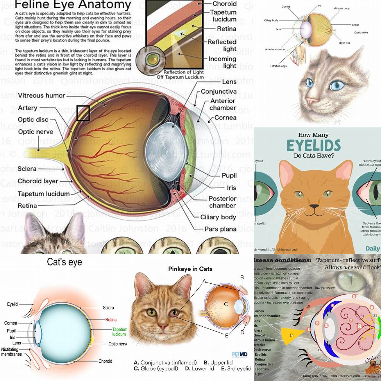 Image 1 Anatomy of Cat Eyes