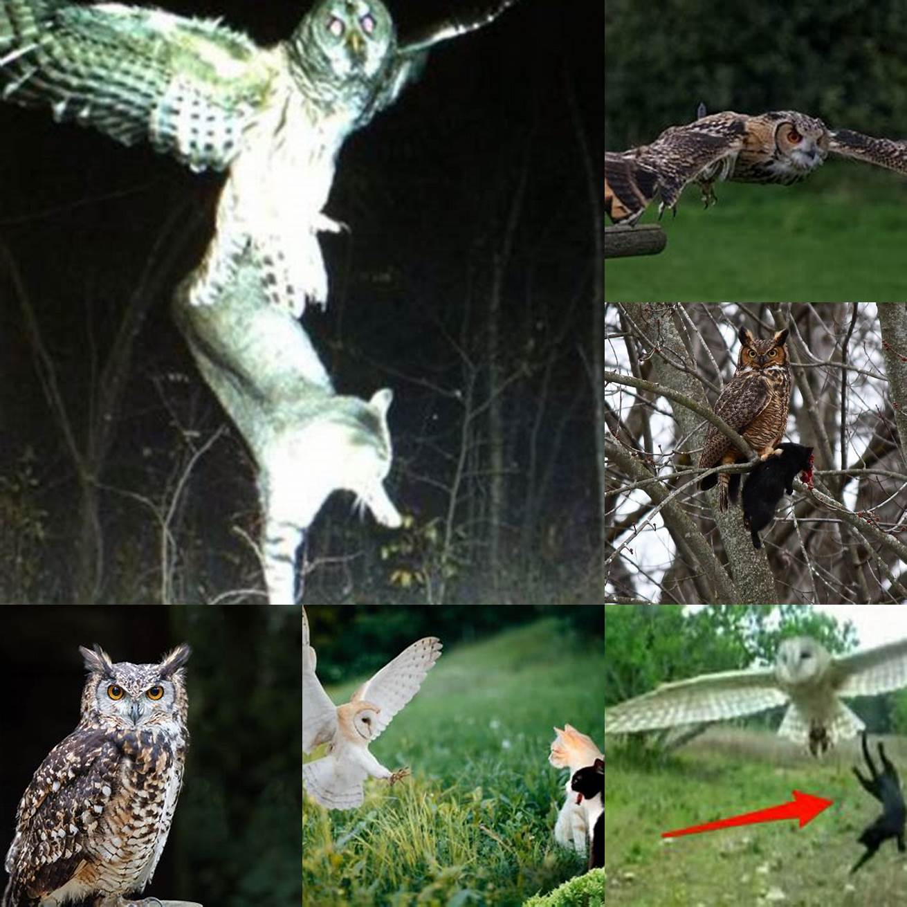 Image 1 Owl Hunting