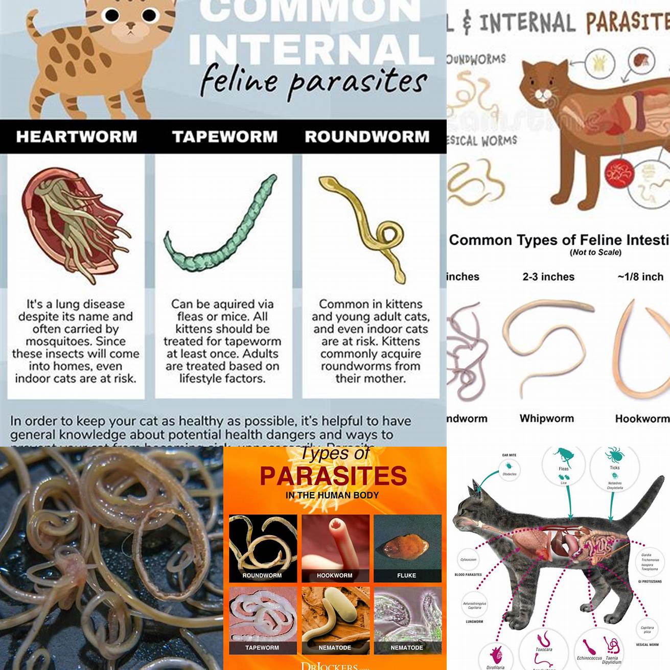 Image 1 Types of Internal Parasites