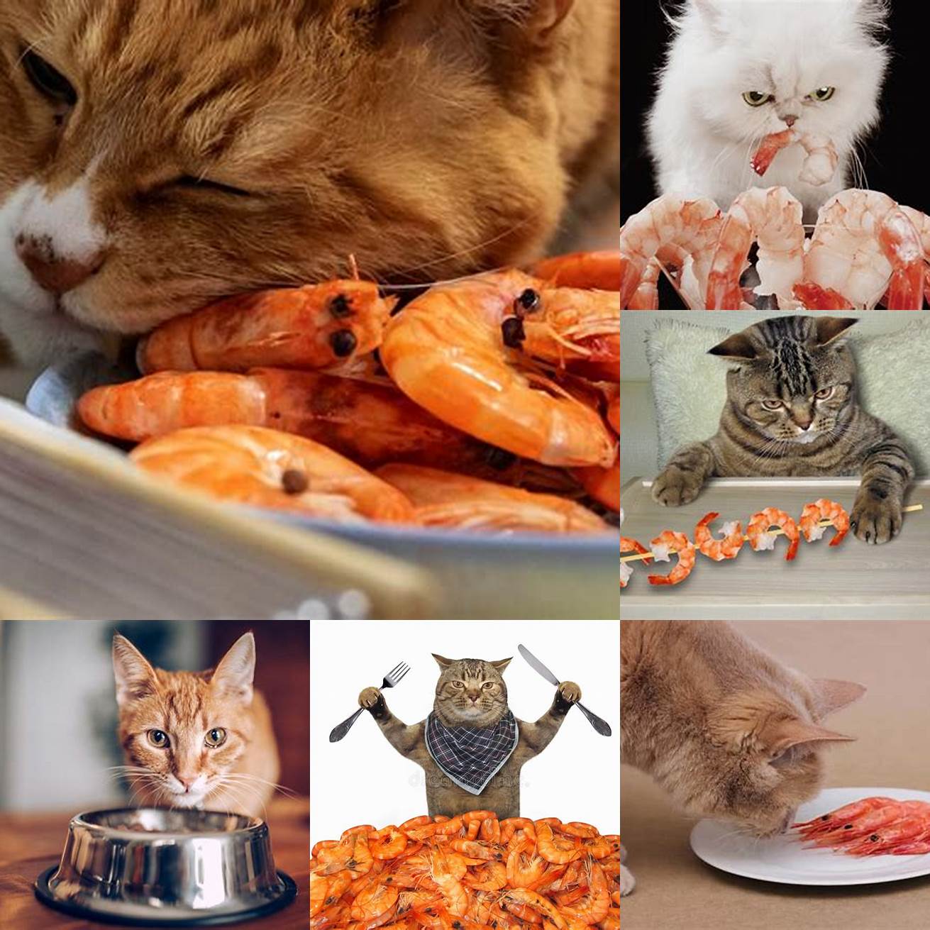 Image 4 Cat Eating Shrimp