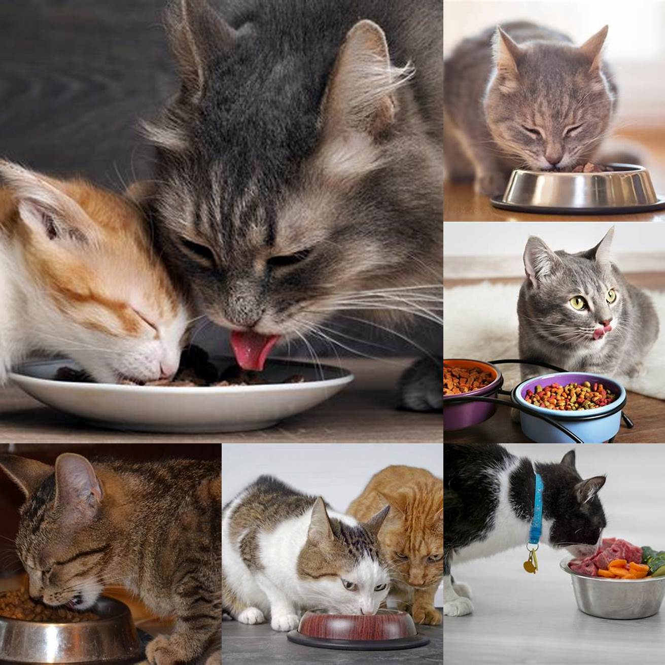 Image 4 Cat Eating