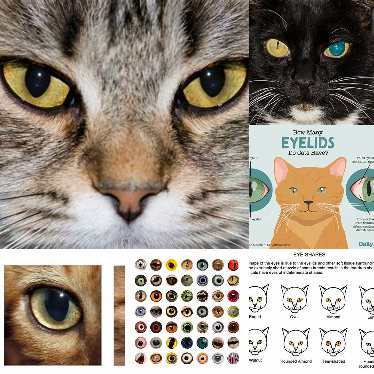 Image 5 Cat Pupil Size Comparison