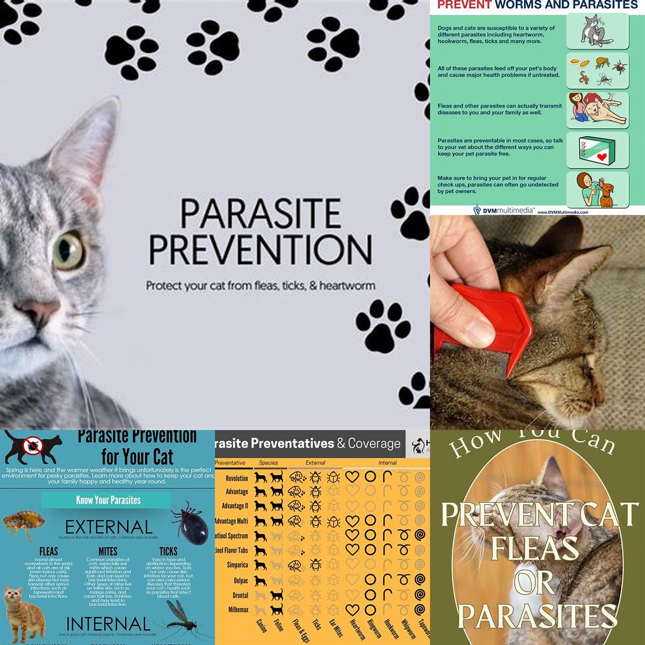 Image 5 Preventing Parasites