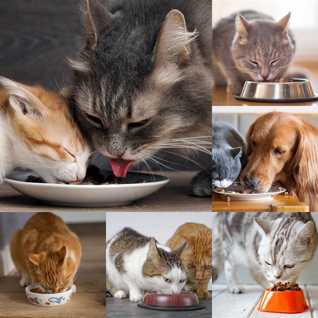 Image 6 Cat Eating