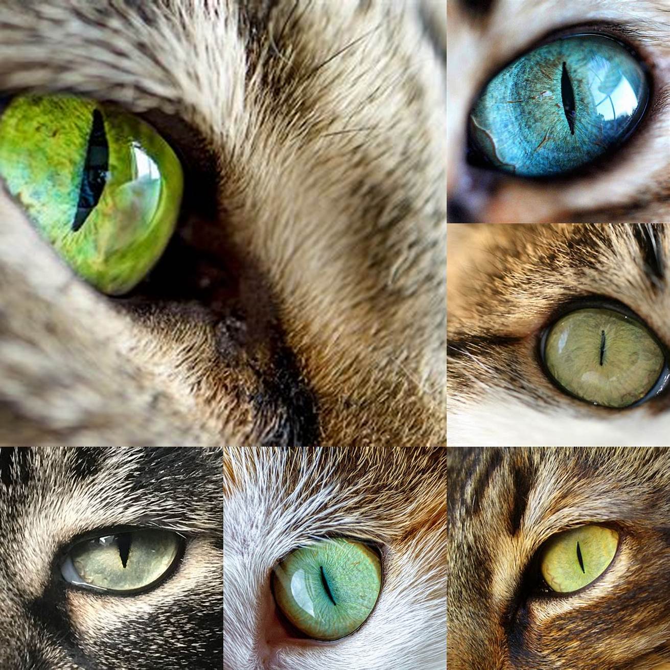 Image 6 Cat Eye Close-up