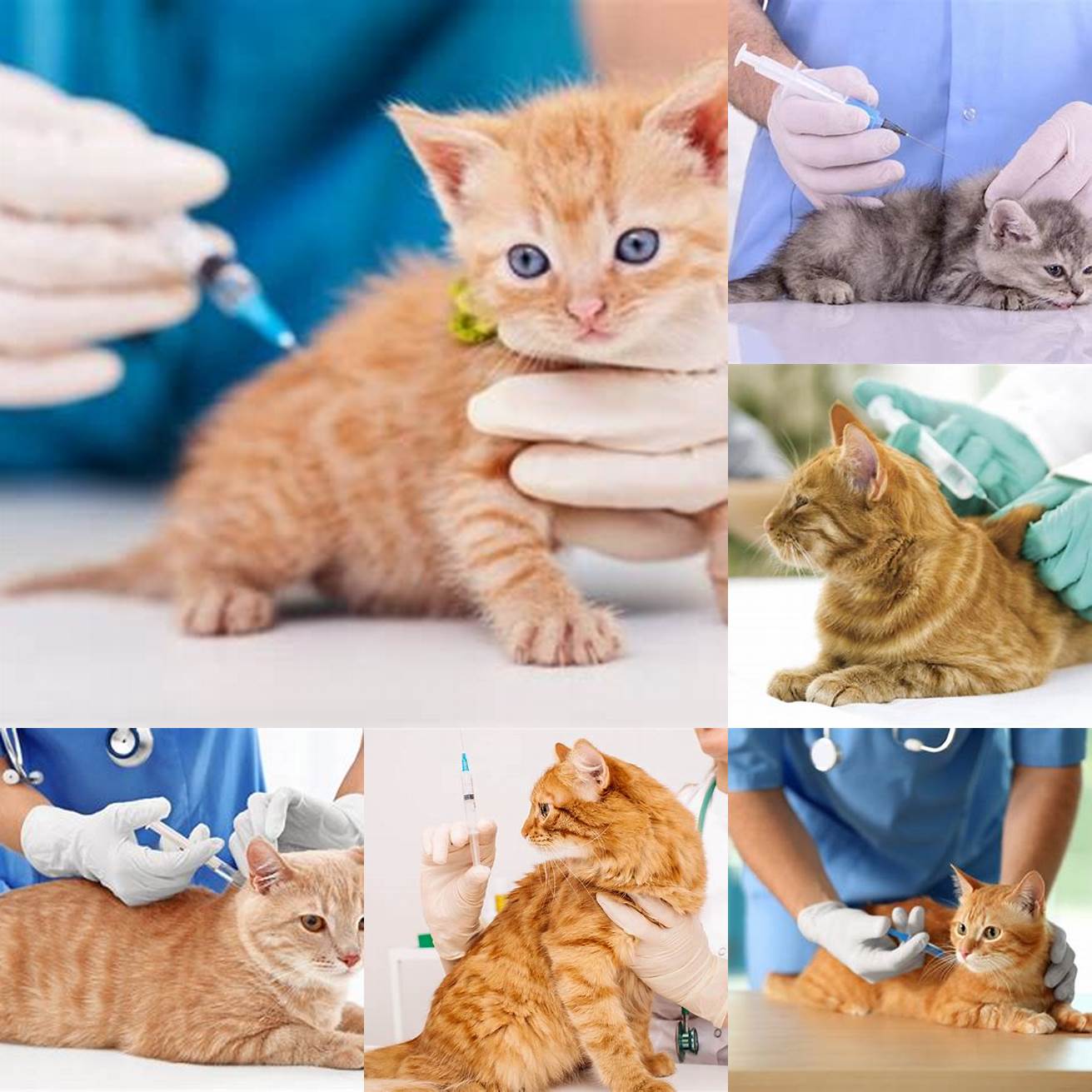 Image Cat Vaccination