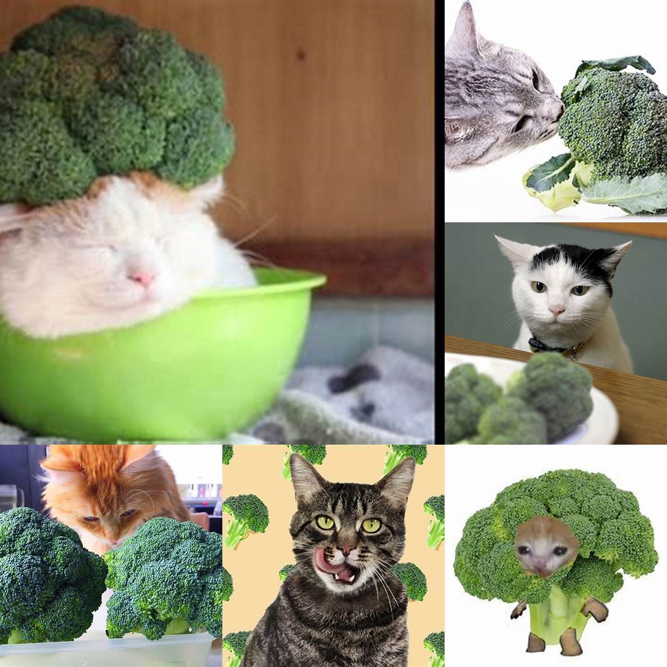 Image Idea 1 Broccoli