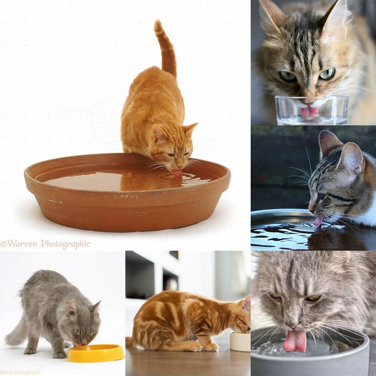 Image Idea 1 Cat Drinking from Water Bowl
