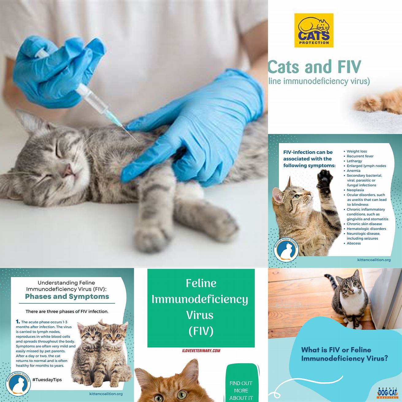 Image Idea 1 Feline Immunodeficiency Virus