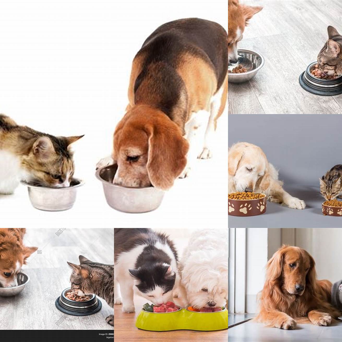 Image Idea 3 A Dog and a Cat Eating Together