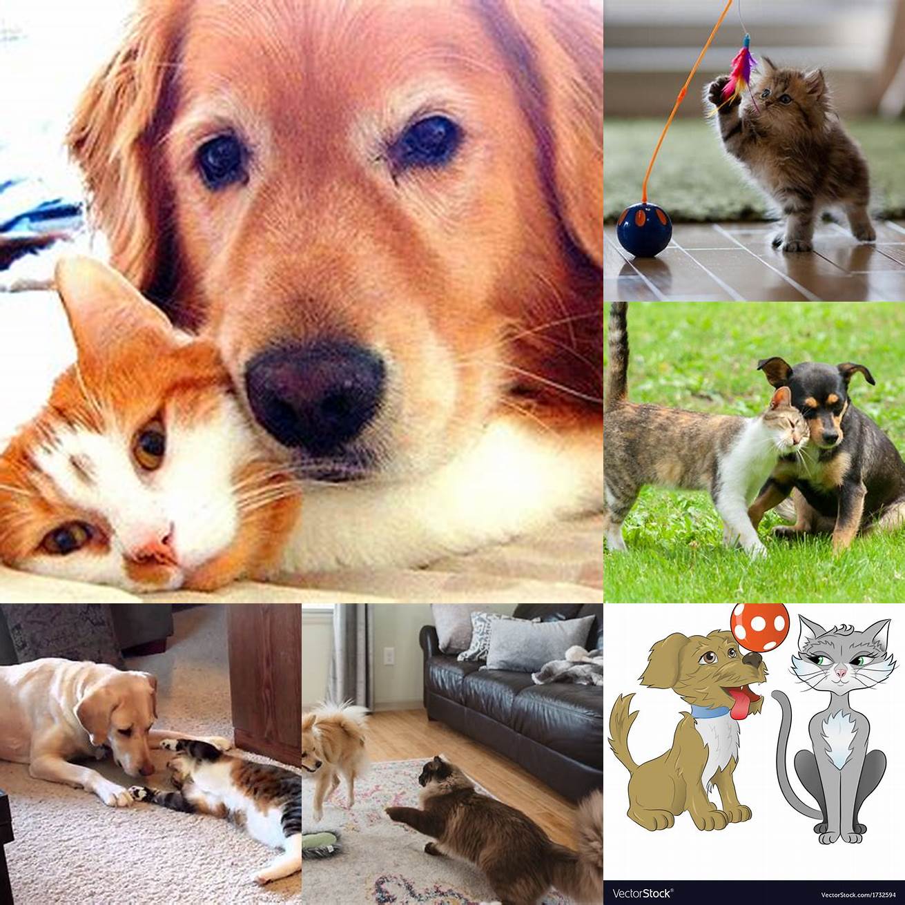 Image Idea 5 A Dog and a Cat Playing with a Toy Together