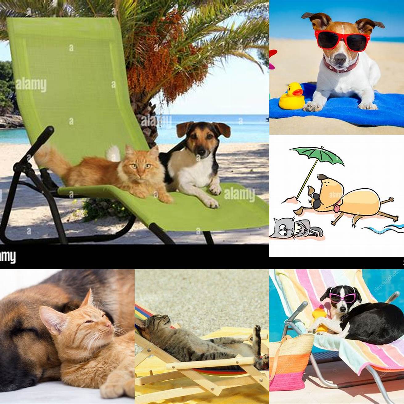 Image Idea 6 A Dog and a Cat Sunbathing Together
