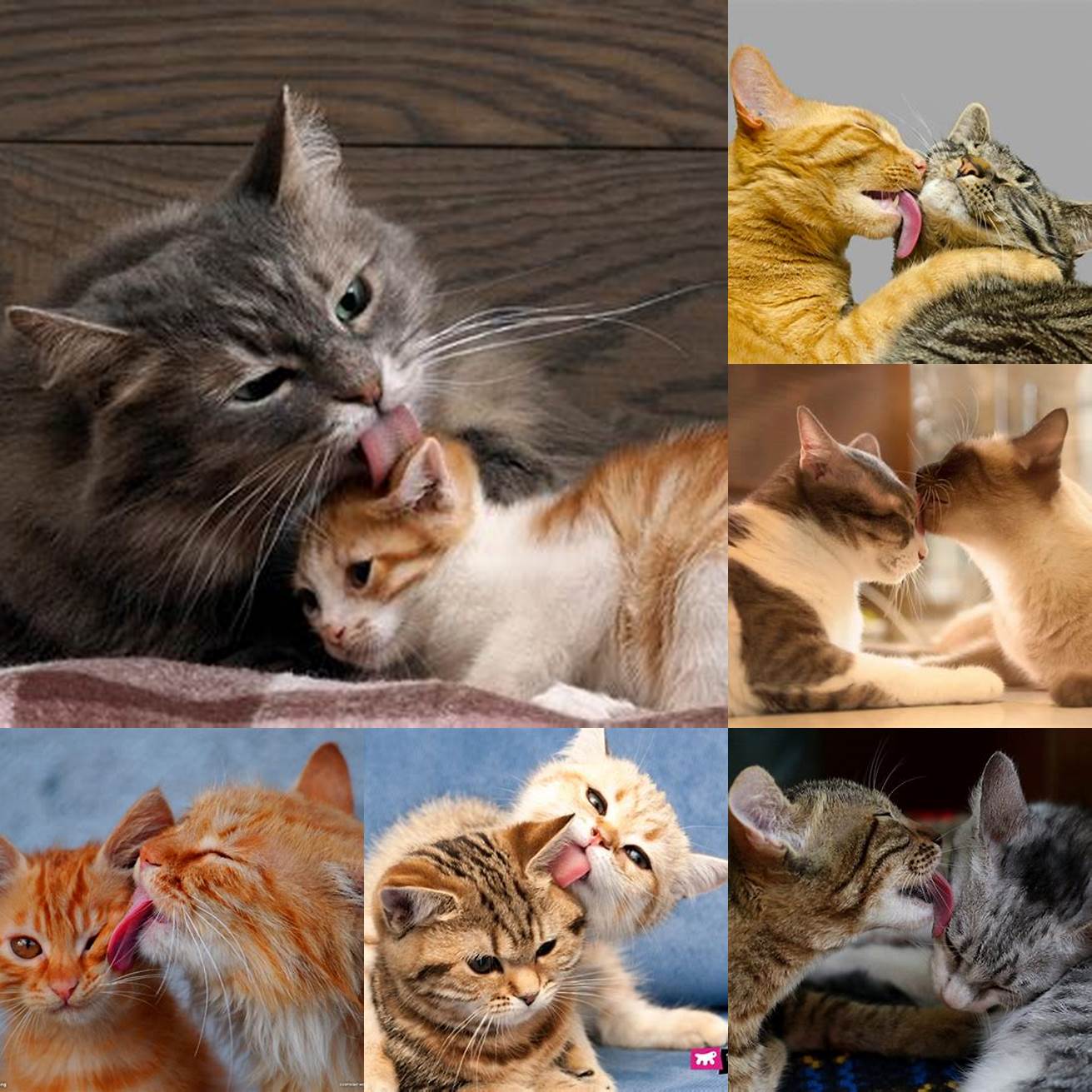 Image Ideas Cat Licking Another Cats Face