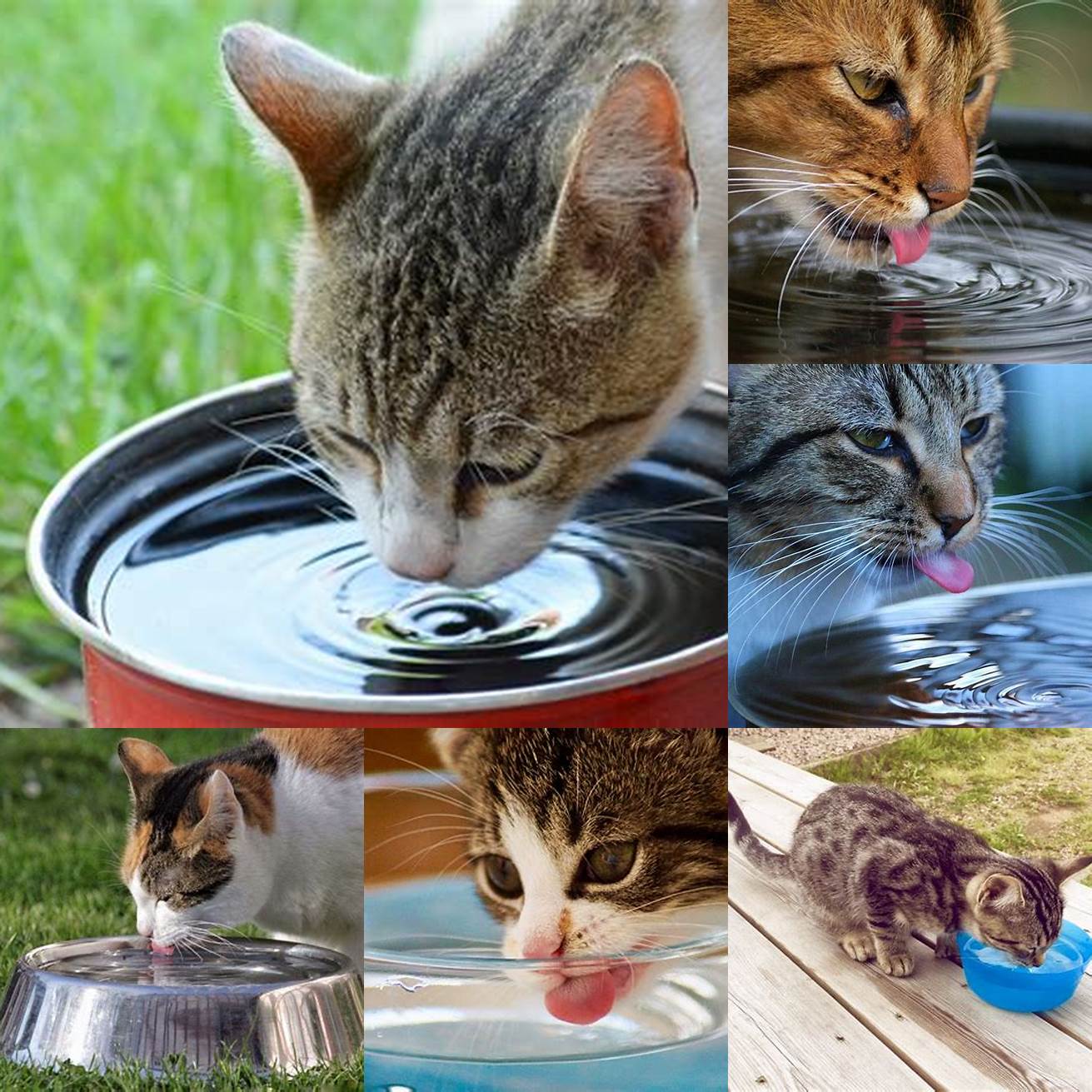Image of a cat drinking water