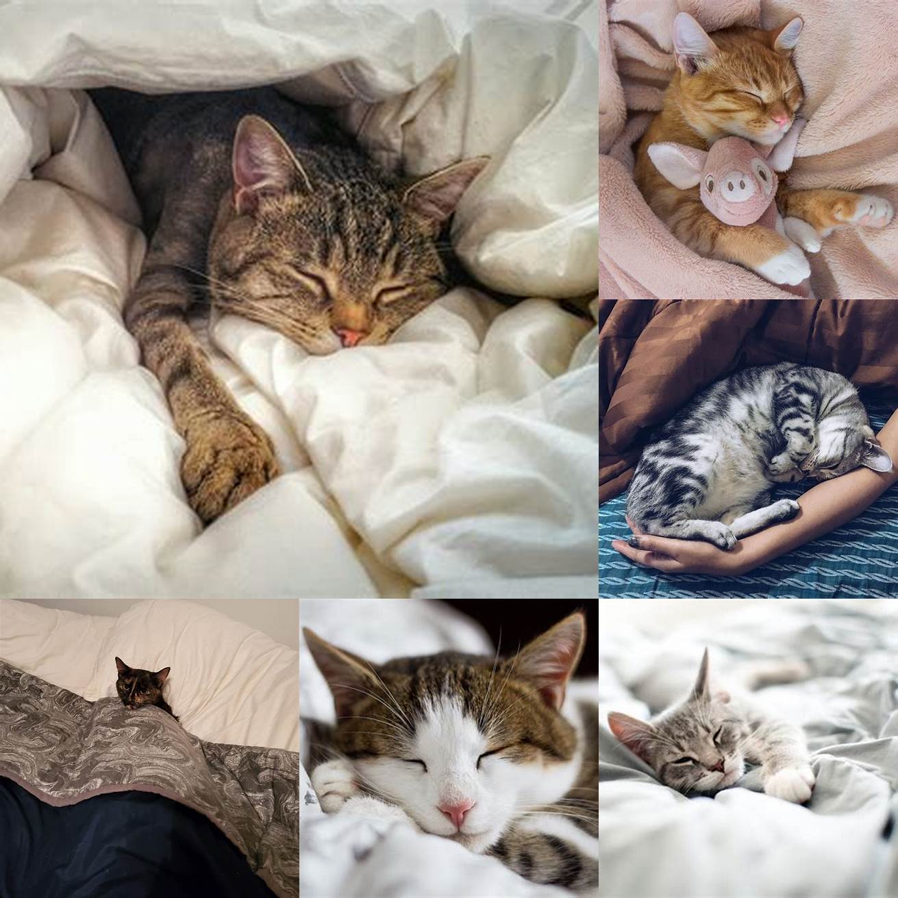 Image of a cat sleeping in a warm bed